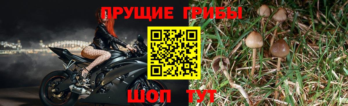 Псилоцибиновые грибы Psilocybine cubensis Архангельск